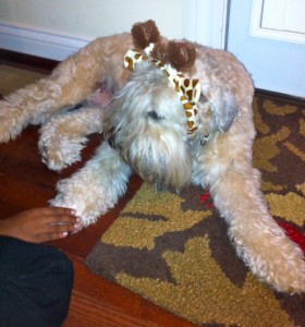 Kondi is dressed as a giraffe for All Saints Eve 2012  (Halloween - my birthday) 